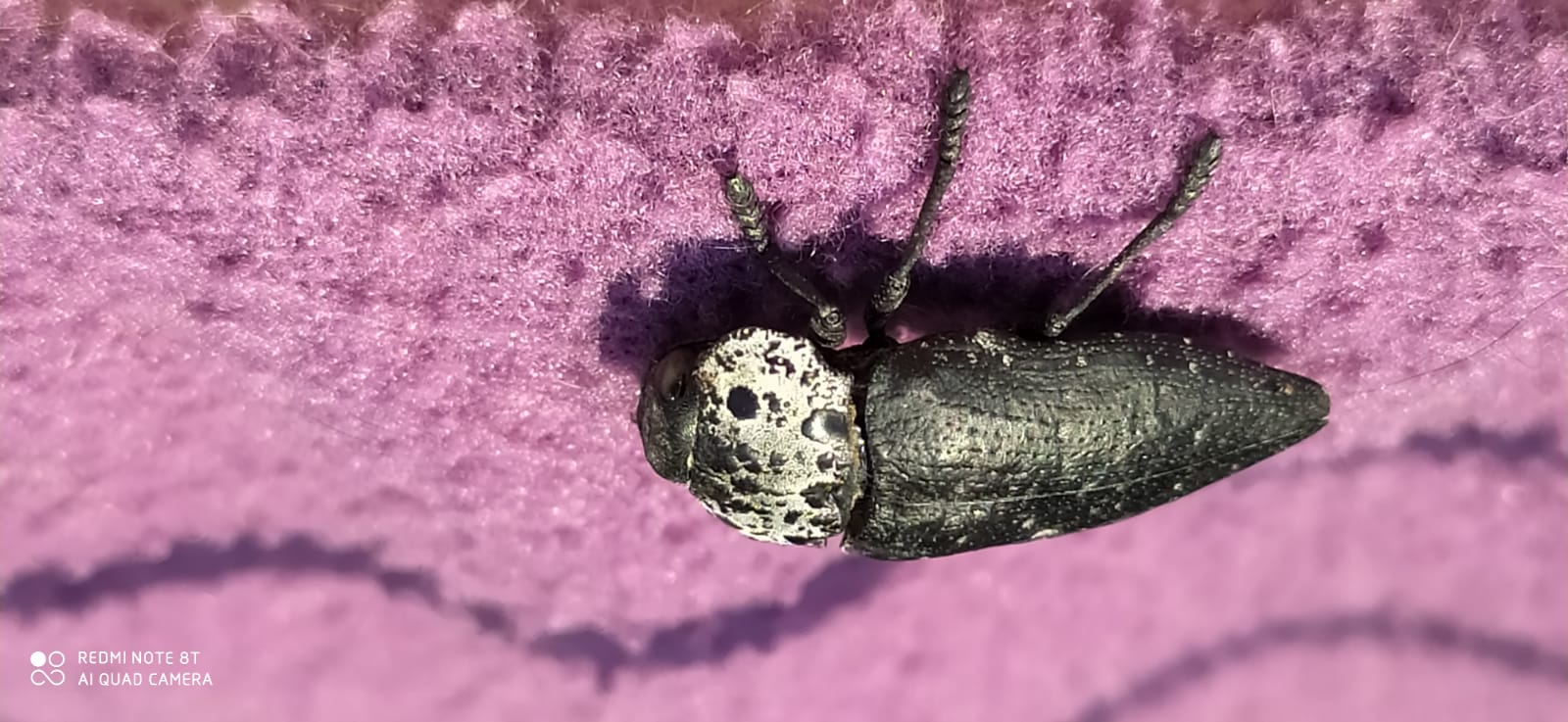 Coleottero? S, Buprestidae: Capnodis tenebrionis